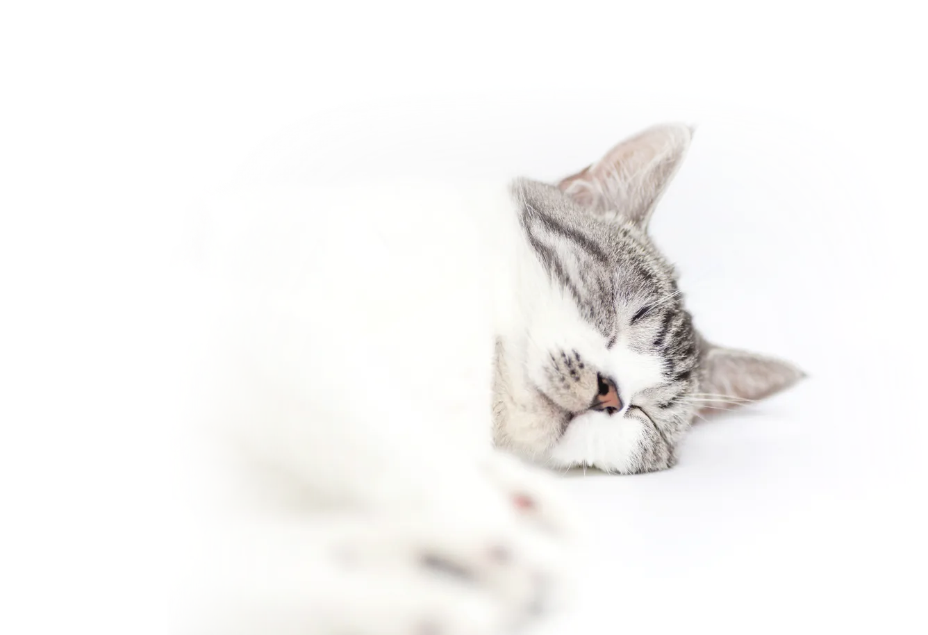 やさしい表情の子ねこ