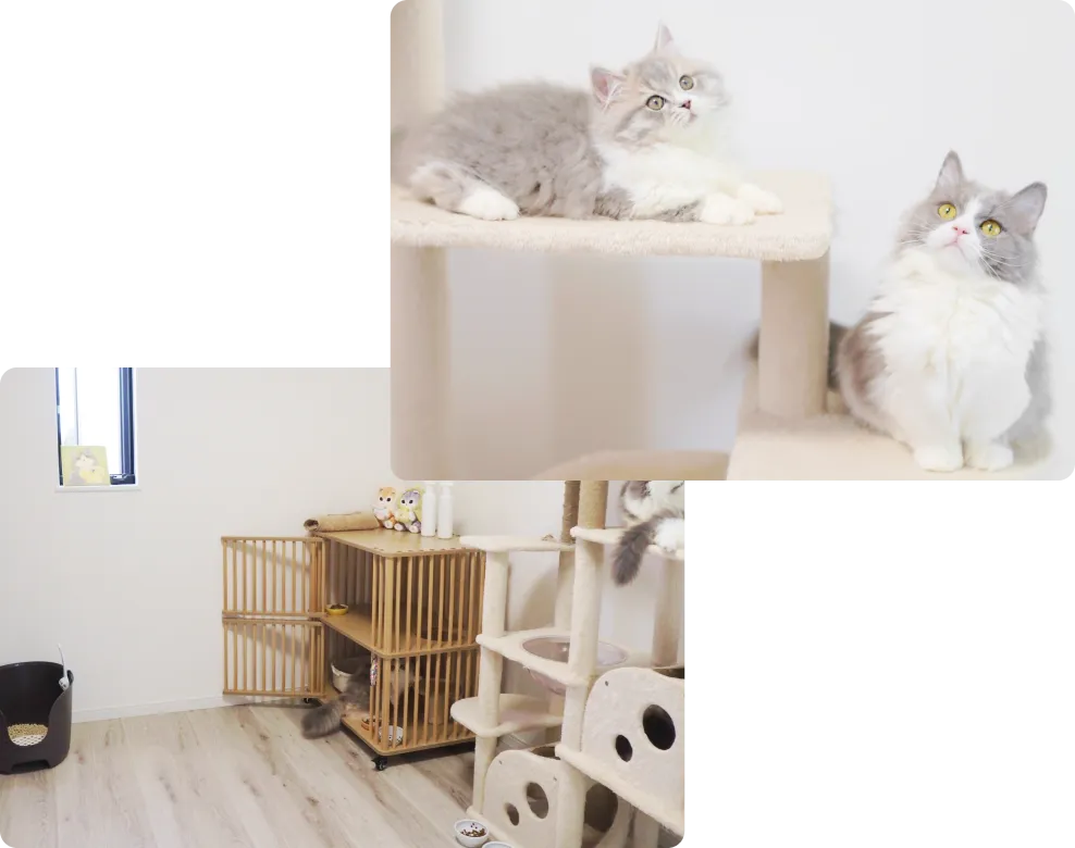 安心して過ごせる飼育環境