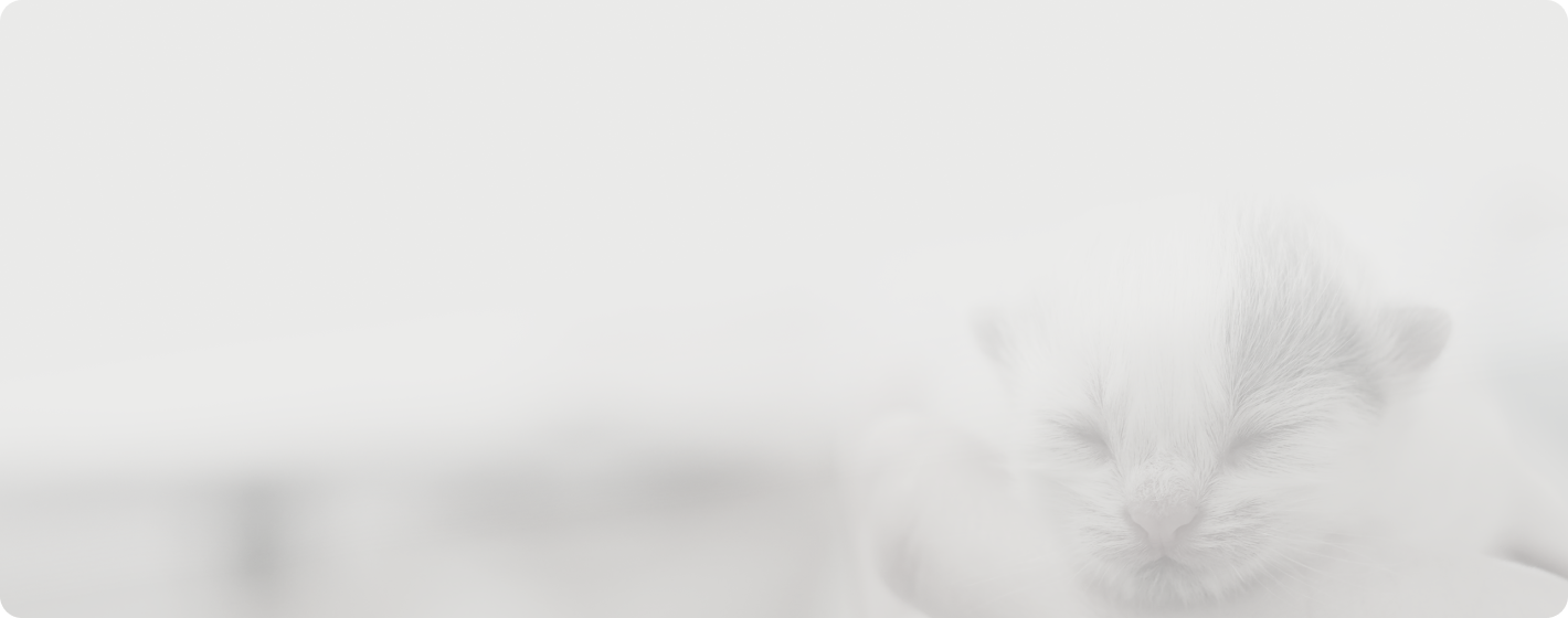 子ねこ紹介のメインビジュアル