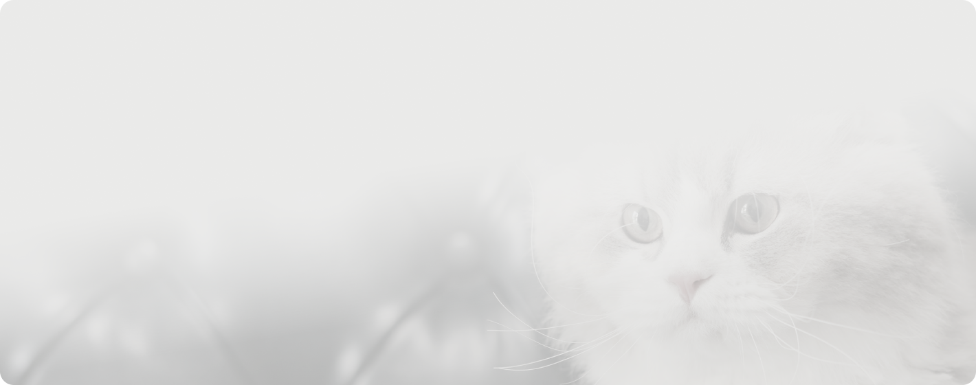 親ねこ紹介のメインビジュアル